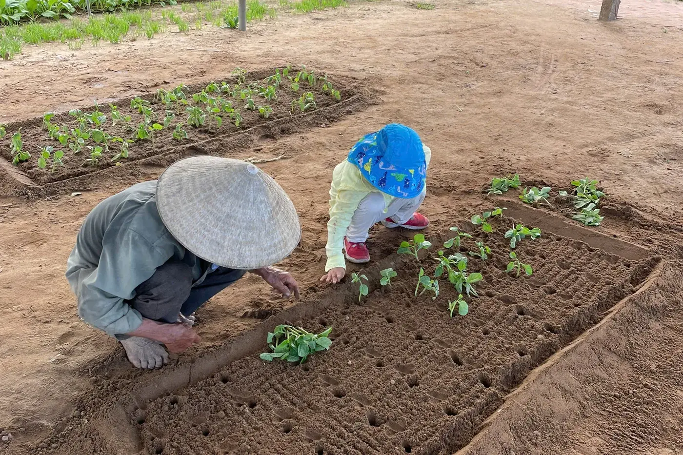 Planting seedlings local farmer Trà Quế DDTravel Jeep tour