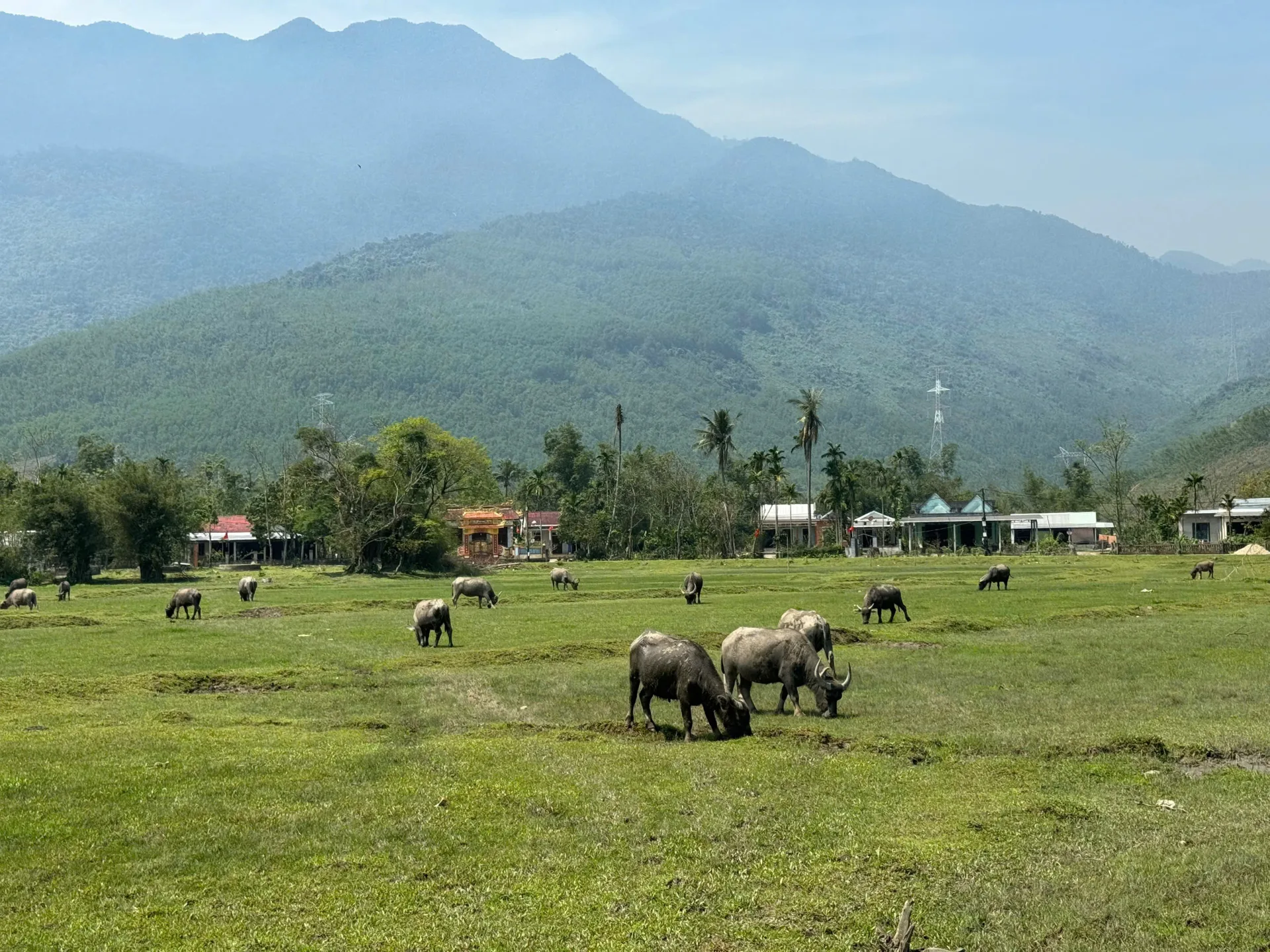 Lang Co countryside water buffalo Hai Van Pass Vespa tour