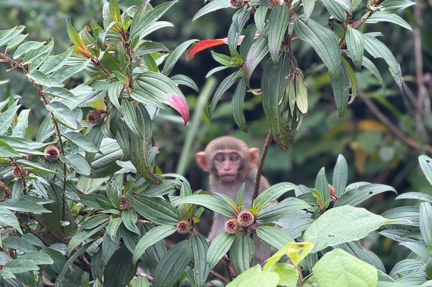 Baby macaque monkey jungle Son Tra Monkey Mountain DDTravel