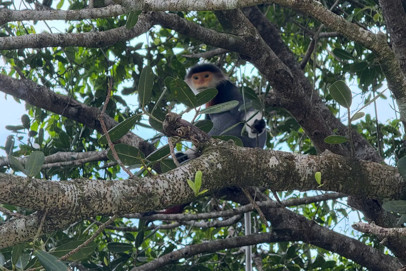 Wild red-shanked douc langur monkey Son Tra Peninsula DDTravel