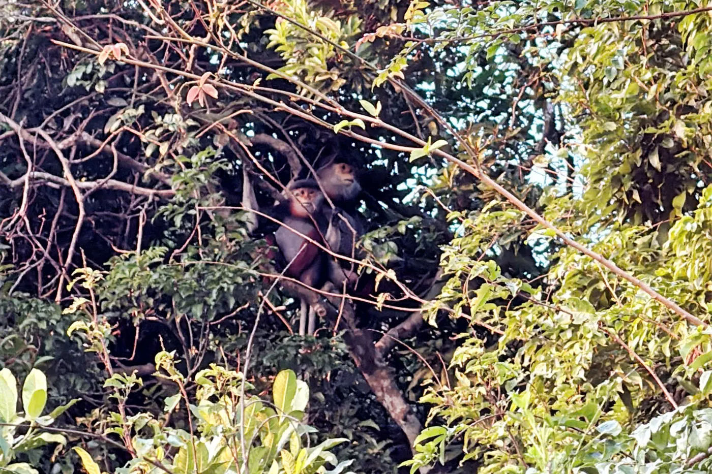 Red-shanked douc langur treetop wild Son Tra DDTravel Jeep tour